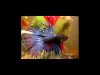 betta-crowntail